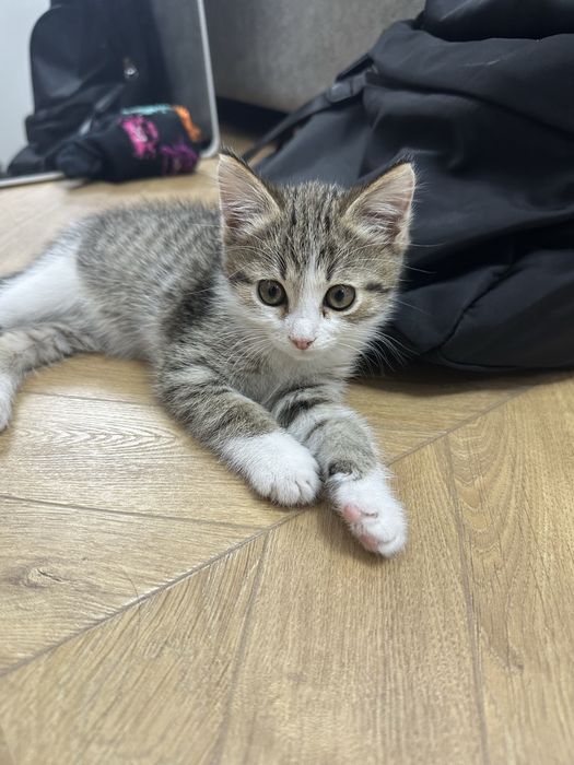 Котенок бесплатно ПРАЙМ
