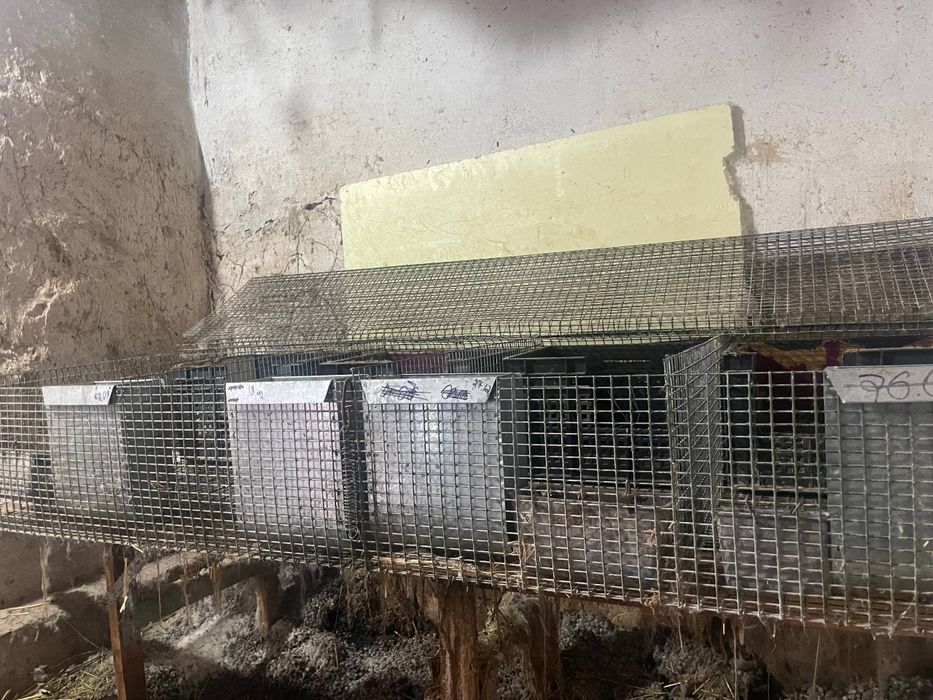 Клетки для кроликов птицы куры