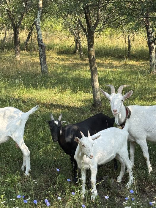Vand 2 iede foarte foarte bune rasa sannen si alpina franceza