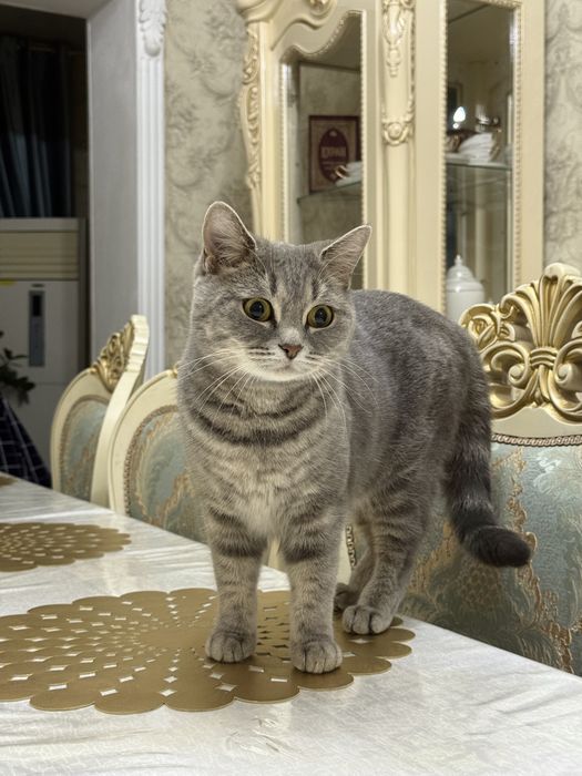Шотландская кошка