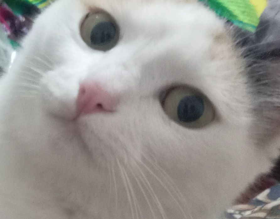 Uy mushugi qornida bolasi bor