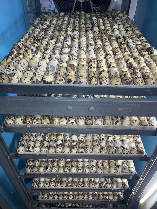 Инкубационные яйца перепелов на вывод ! Бодене, цыплята , жумыртка