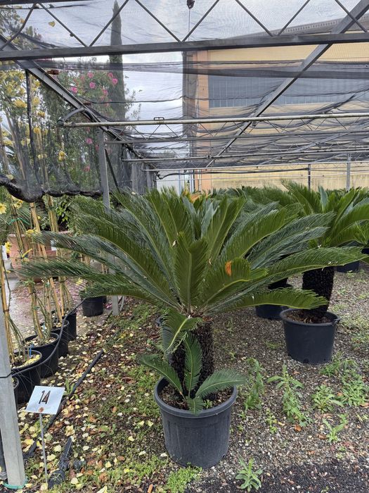 Palmier Cycas revoluta 90 - 160 cm planta exotica la ghiveci pret de la 600 lei