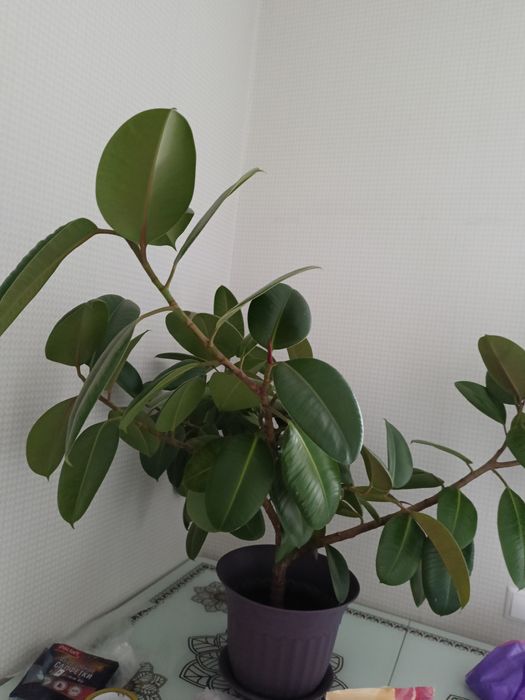 Продам цветок фикус