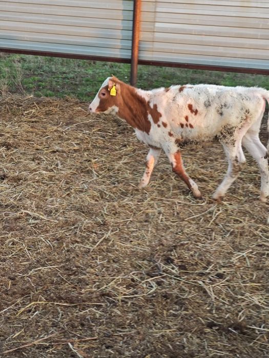 Продам телят 4 месяцев