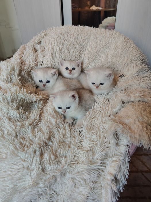 Серебряные Шиншиллы девочки и мальчики