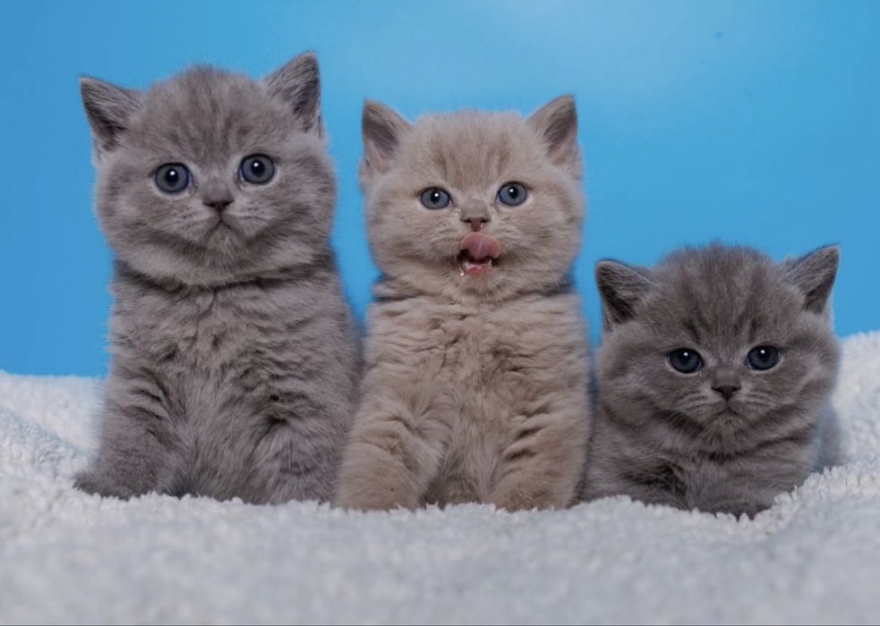 лиловый британский котенок - мальчик