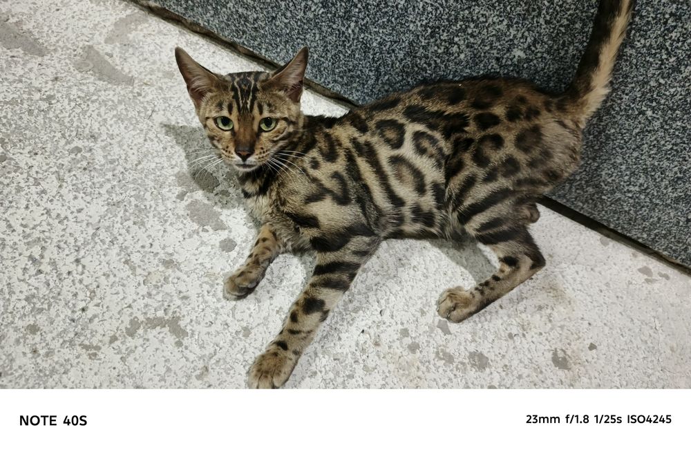 Кошка Бенгальская