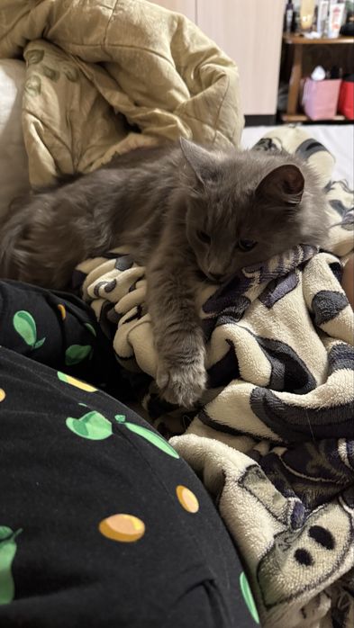 Кошка породы Нибелунг