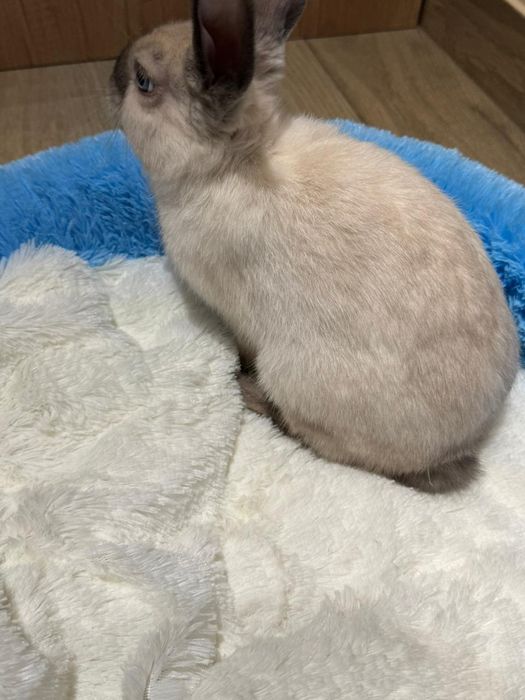 Декоративный кролик