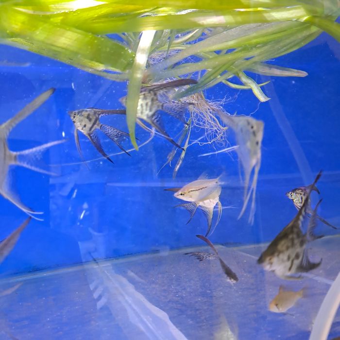 Продам скалярий вуалевых