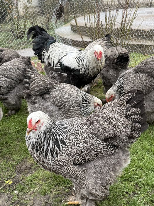 Oua Brahma de incubat