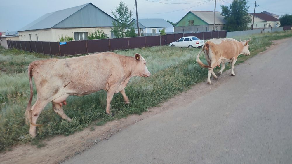 Корова дойная 2 отела