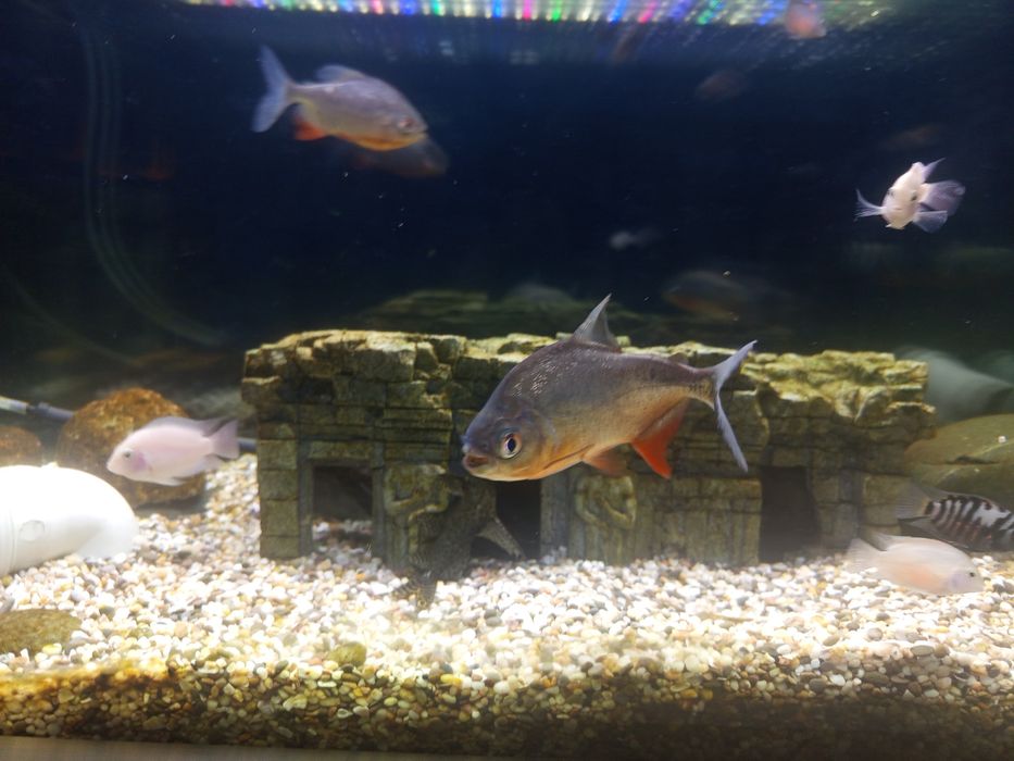 Продам рыбок пираньи