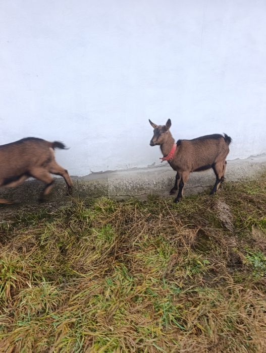 Capră gestantă Alpin francez