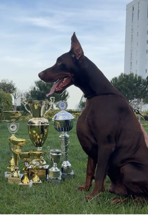 Европейски доберман  European Doberman
