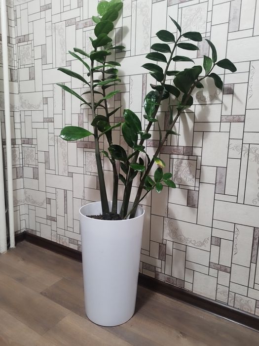 Zamiakulkas. Замиакулькас.