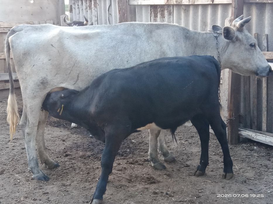 Продам бычков полтарашки