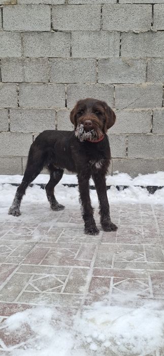 В продаже щенок дратхаар кобель