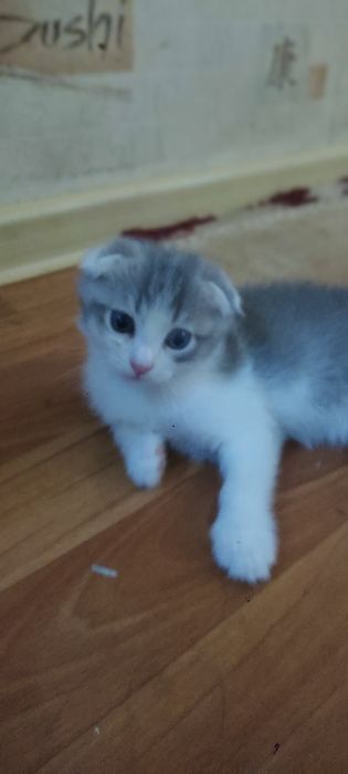 Котёнок скотиш фолд.
