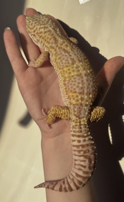 Эублефар с терарриумом