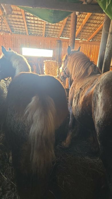 Vand manz de 9 luni jumate