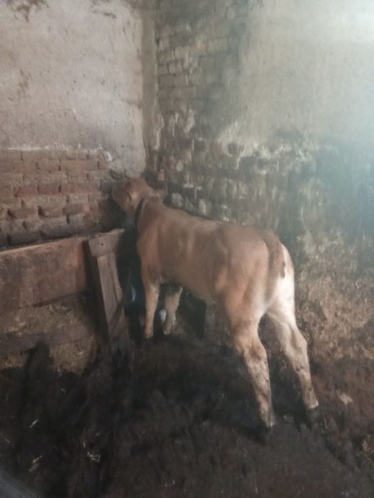 Vind vițea Angus foarte frumoasa