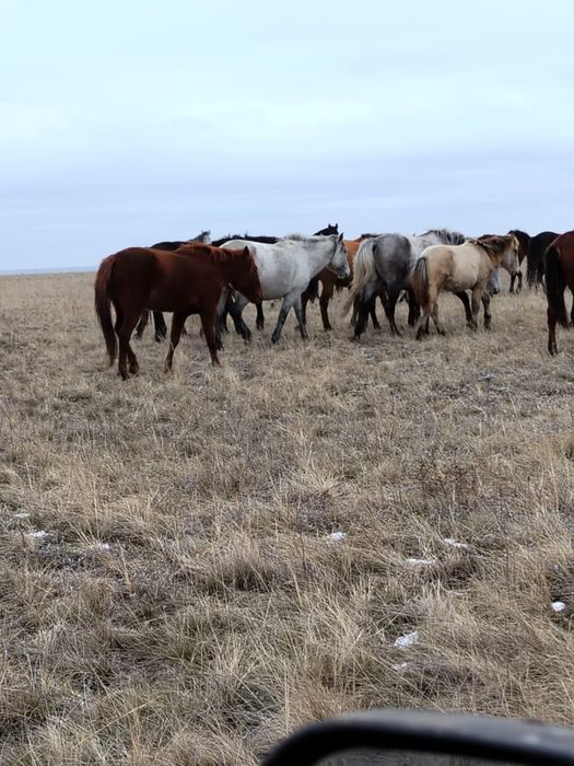 Лошади (согым, жеребята, кони)