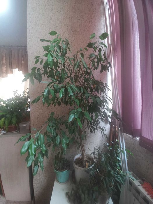 Фикус "" Бенжамина""