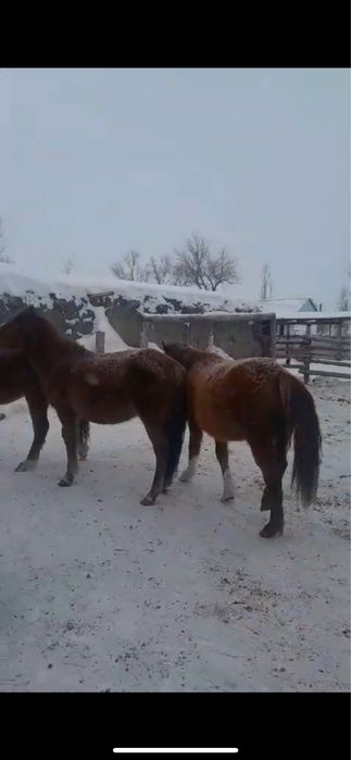 25 бас семіз биелер бар