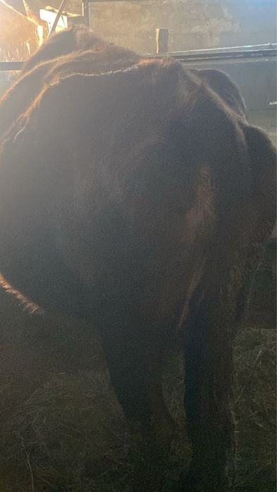 Жемде турган сиыр