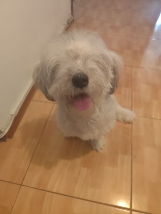 Donez metis de bichon