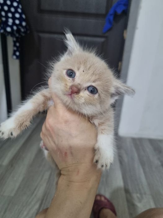 Отдам бесплатно котят