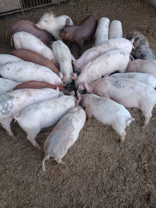 Продавам  малки прасенца