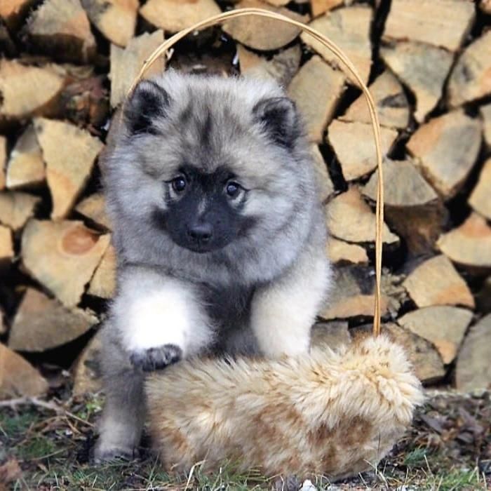 Профессиональный питомник