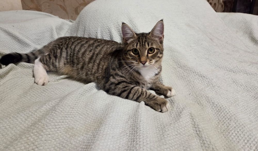 Котёнок в добрые руки