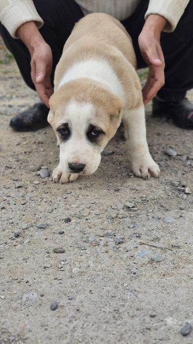 Щенки / күшік Алабай (САО]