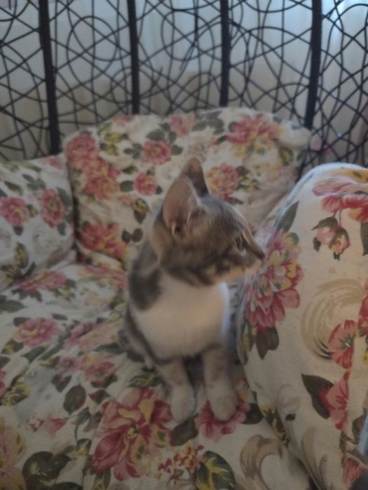 Adoptie pisica maffin 5 luni vaccinata
