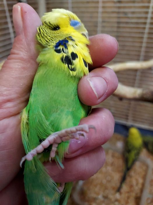 Vand perusi si zebre