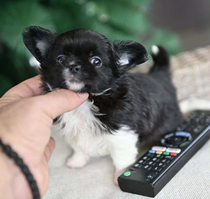 Мъжко дългокосместо мини чихуахуа