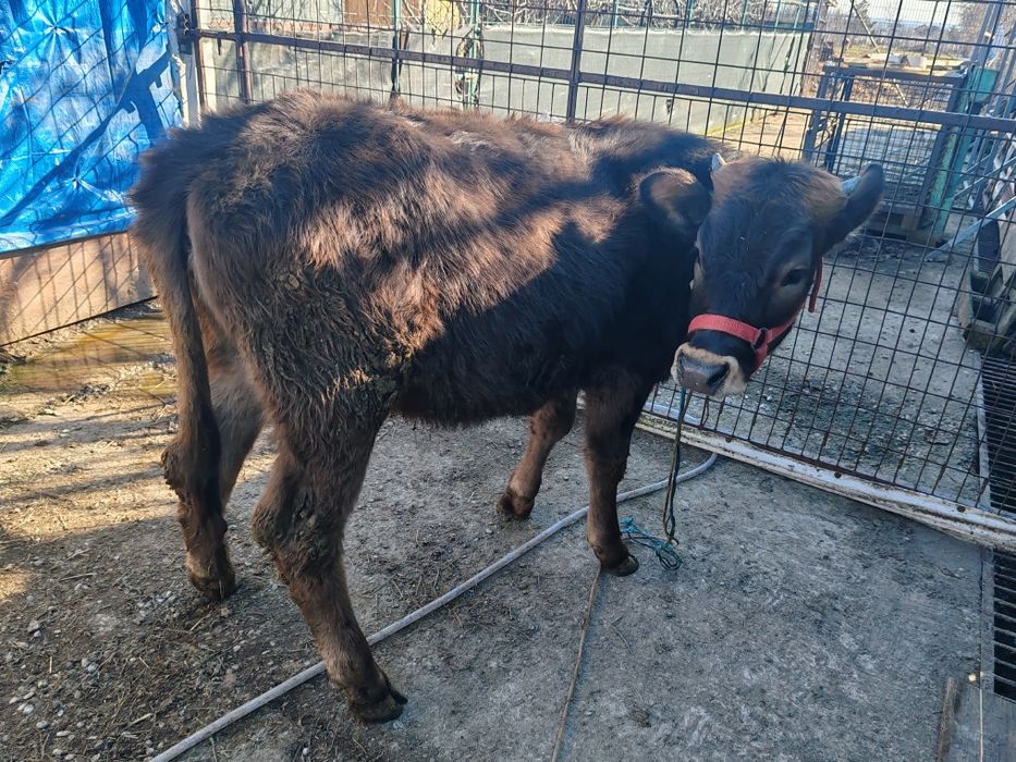 Vitea bruna de vânzare