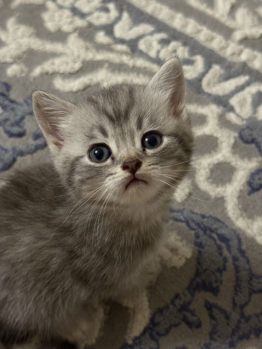 Продаются Котята Шиншилла