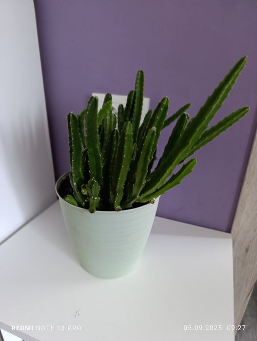 Продам комнатные цветы