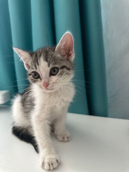 Котик ищет родителей