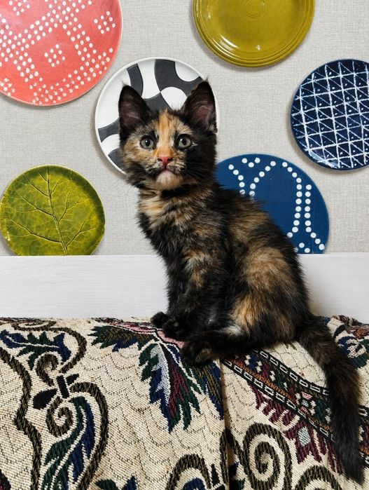 Девочка. Котёнок. Черепаховая.