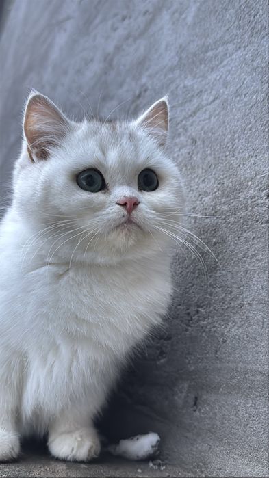 Серебристый мальчик шиншилла тоза кон