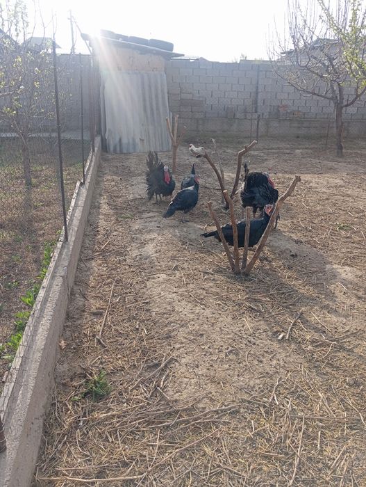 Индюки индюки самец