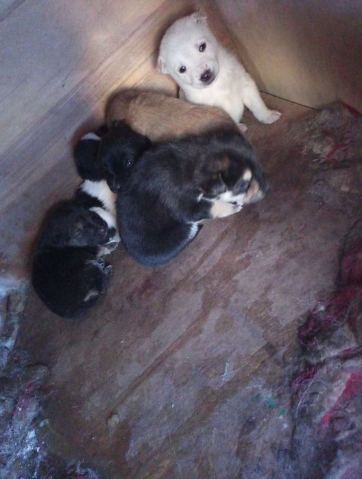 Дарю щенят.     .