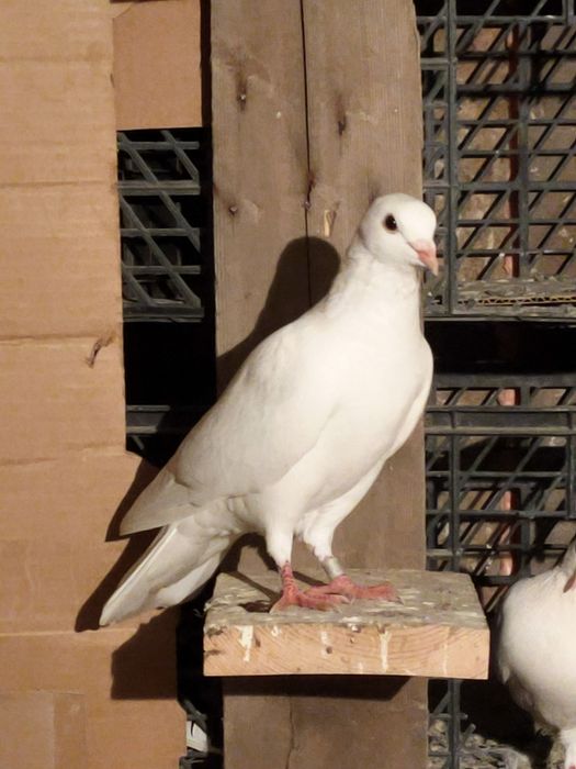 Голубей. Ооиптртригго