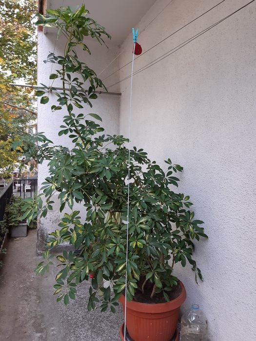 Шафлера и дърво на живота